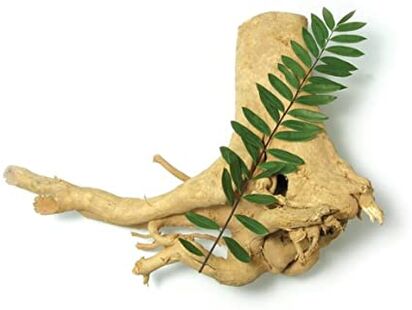 Aloe Vera – Planta medicinală pentru o potență de invidiat